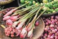 Bunga Kecombrang Small