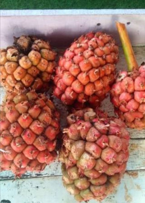 Buah Kecombrang Kuning