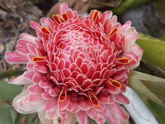 Bunga Kecombrang No Man