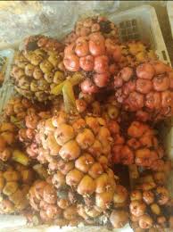 1 Karung Kecombrang Emas